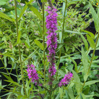 Gewöhnlicher Blutweiderich (Lythrum salicaria) Samen