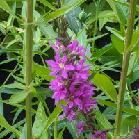 Purple Loosestrife  (Lythrum salicaria) seeds <ai>