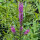 Gewöhnlicher Blutweiderich (Lythrum salicaria) Samen