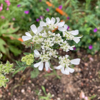 Orlaya de flores grandes (Orlaya grandiflora)