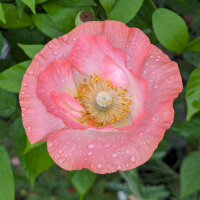 Mezcla de amapolas Shirley (Papaver rhoeas) semillas