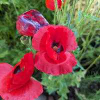 Mezcla de amapolas Shirley (Papaver rhoeas) semillas