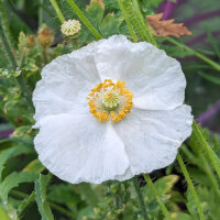 Mezcla de amapolas Shirley (Papaver rhoeas) semillas