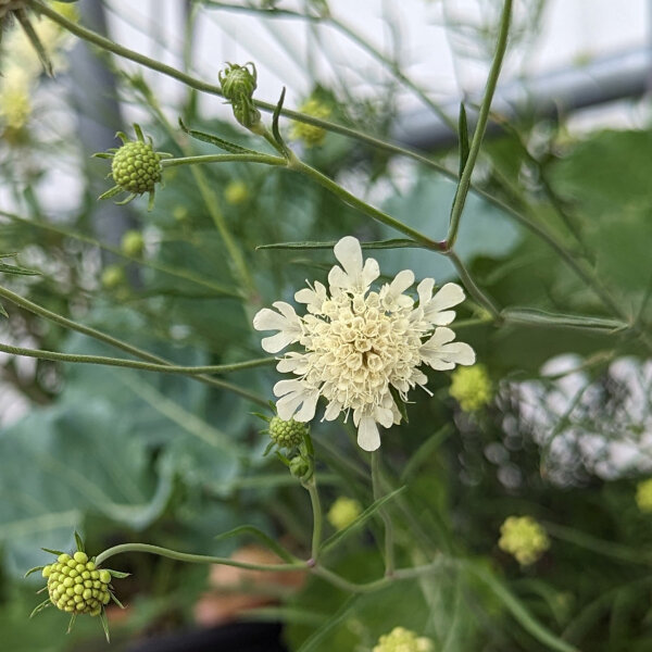 Escabiosa amarilla (Scabiosa ochroleuca)