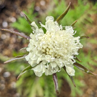 Escabiosa amarilla (Scabiosa ochroleuca)