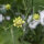 Escabiosa amarilla (Scabiosa ochroleuca)