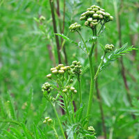 Tanaceto (Tanacetum vulgare) semillas