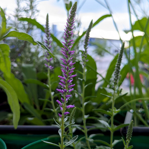 Verónica espigada (Veronica spicata)