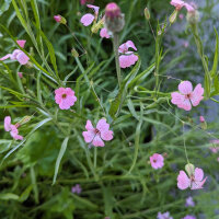 Ramo de flores rosa