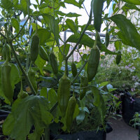 Chilli Pepper Aji Delight (Capsicum baccatum) organic...