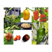 Variedad de chiles habaneros- Set de semillas