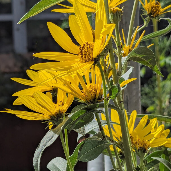 Girasol maximiliano (Helianthus maximiliani) semillas