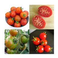 Clase de Tomates especiales y antiguos - Set regalo de semillas