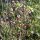 Bolsa de pastor (Capsella bursa-pastoris) semillas