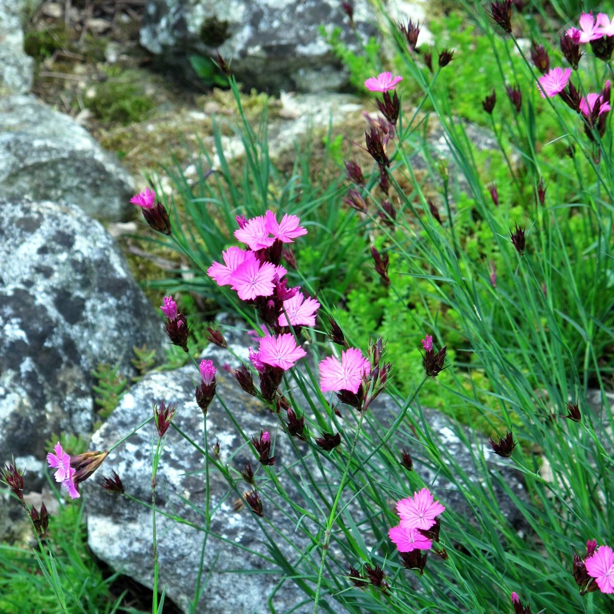 Clavel Silvestre Minutisa Dianthus Carthusianorum Semillas