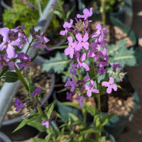 Juliana (Hesperis matronalis) semillas