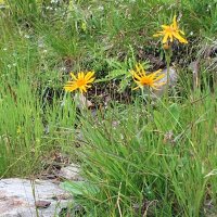 Árnica de la montaña (Arnica montana) semillas