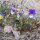 Pensamiento salvaje / Trinitaria (Viola tricolor) semillas