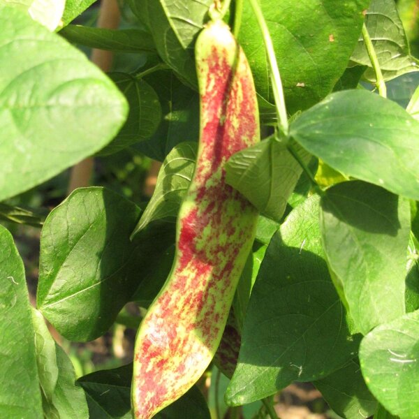 Judía "Borlotto Lingua Di Fuoco" (Phaseolus vulgaris) orgánica semillas