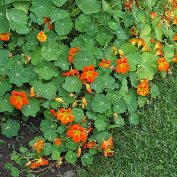 Capuchina / mastuerzo (Tropaeolum majus) orgánico semillas