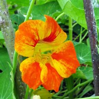 Capuchina / mastuerzo (Tropaeolum majus) orgánico semillas