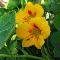 Capuchina / mastuerzo (Tropaeolum majus) orgánico semillas