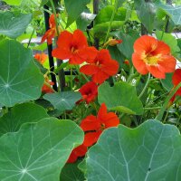 Capuchina / mastuerzo (Tropaeolum majus) orgánico semillas