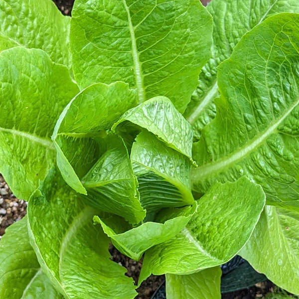 Lechuga romana "Lobjoits Green" (Lactuca sativa) semillas