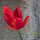 Tulipán de Sprenger (Tulipa sprengeri) semillas