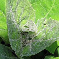 Armuelle verde (Atriplex hortensis) semillas