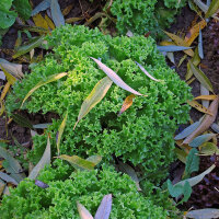 Endivia Escarola verde (Cichorium endivia) semillas