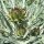 Alcachofa Imperial Star (Cynara scolymus) orgánico semillas