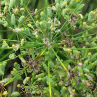 Hinojo dulce Dulce (Foeniculum vulgare) orgánico semillas