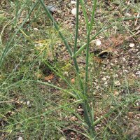 Hinojo dulce Dulce (Foeniculum vulgare) orgánico semillas