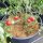 Tomate Gartenperle (Solanum lycopersicum) semillas
