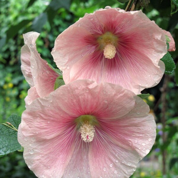 Malva real (Alcea rosea) orgánico semillas