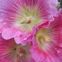 Malva real (Alcea rosea) orgánico semillas