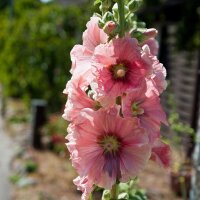 Malva real (Alcea rosea) orgánico semillas