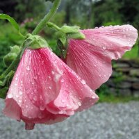 Malva real (Alcea rosea) orgánico semillas