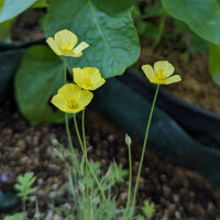 Foothill Poppy (Eschscholzia caespitosa) organic semillas