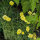 Foothill Poppy (Eschscholzia caespitosa) organic semillas