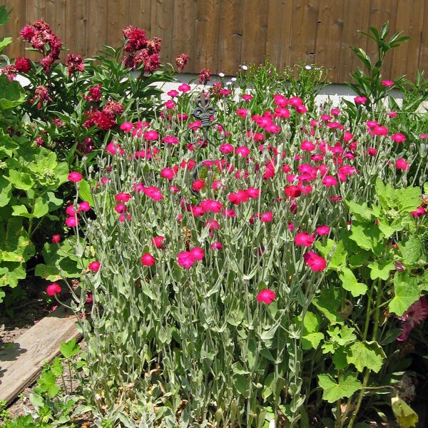 Clavel lanudo (Silene coronaria) orgánico semillas