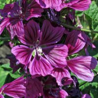 French Hollyhock / Tree Mallow (Malva sylvestris ssp.mauritiana) organic