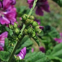 French Hollyhock / Tree Mallow (Malva sylvestris ssp.mauritiana) organic