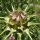 Cardo mariano (Silybum marianum) orgánico semillas