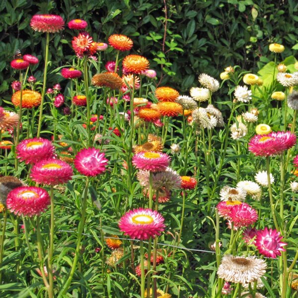 Golden Everlasting / Strawflower (Xerochrysum bracteatum) organic semillas