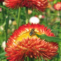 Golden Everlasting / Strawflower (Xerochrysum bracteatum) organic semillas