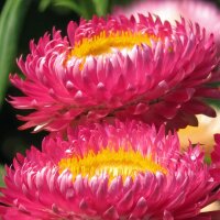 Golden Everlasting / Strawflower (Xerochrysum bracteatum) organic semillas