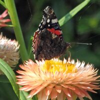 Golden Everlasting / Strawflower (Xerochrysum bracteatum) organic semillas