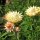 Golden Everlasting / Strawflower (Xerochrysum bracteatum) organic semillas